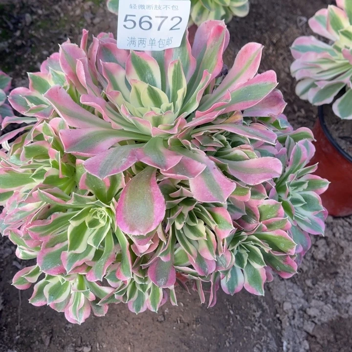 5672白凤的人多肉的