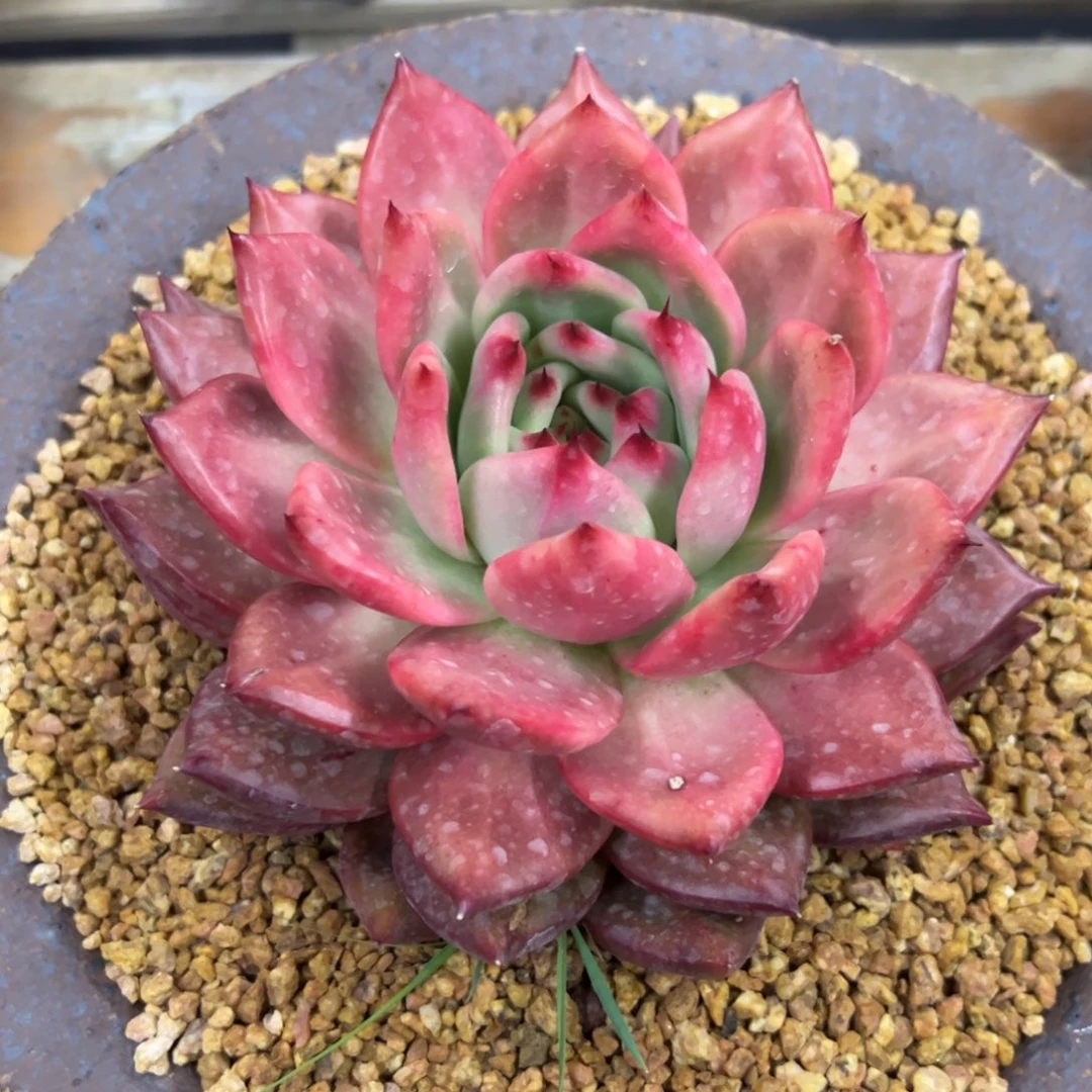 粉钻18 零零多肉植物