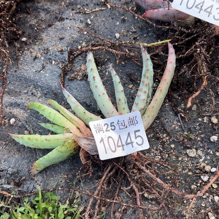 芦荟445，一物一拍