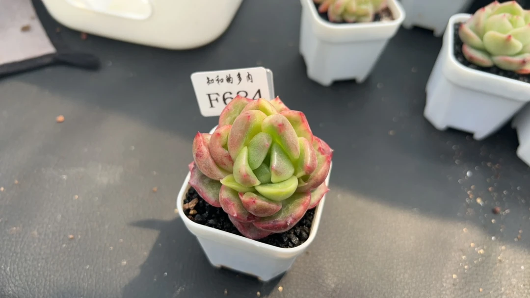 知和的多肉F684专拍链接