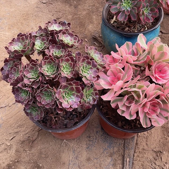 花纳小绣球➕粉女巫脱土裸根