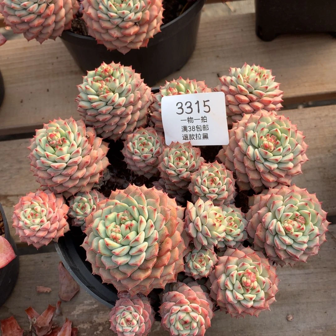 18厘米18头有砍熊猫莲3315