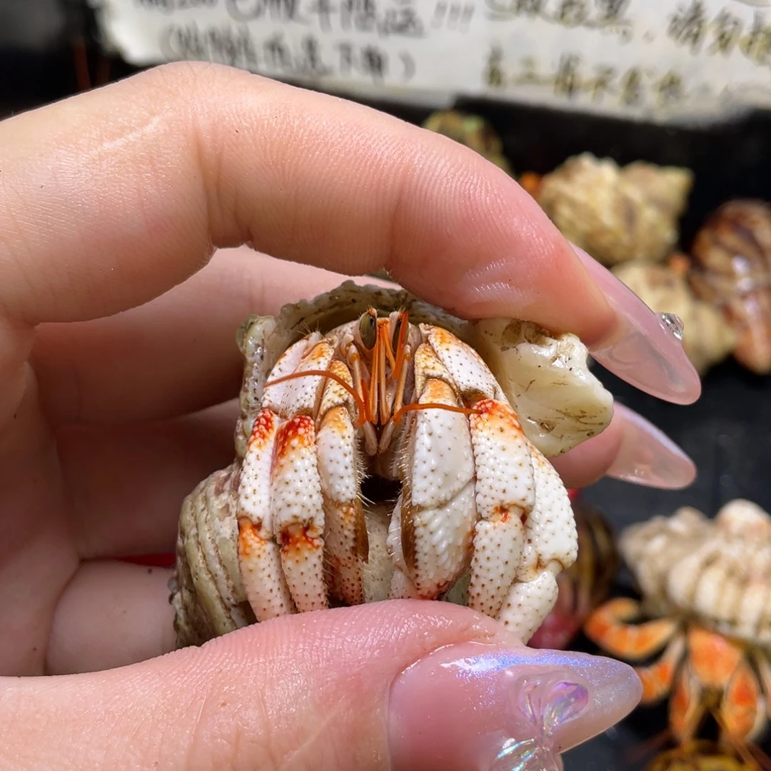 14号，2.3口红竹节毛球寄居蟹