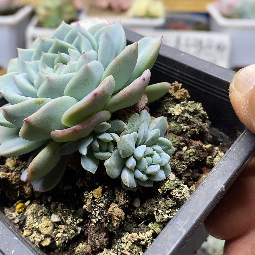 10303 天鹅绒锦双头