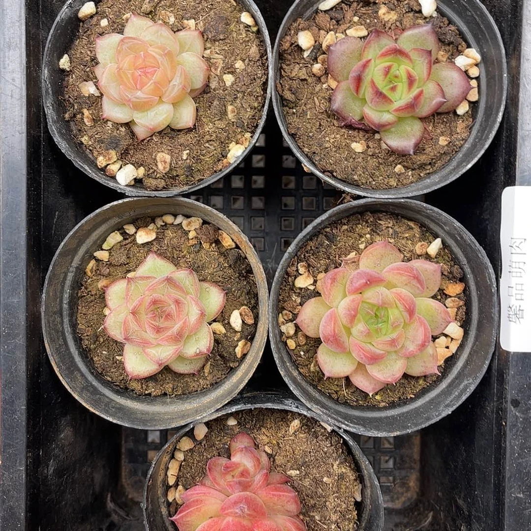 多肉一物一拍2-176