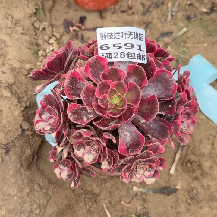 6591二号棚爱神多肉C