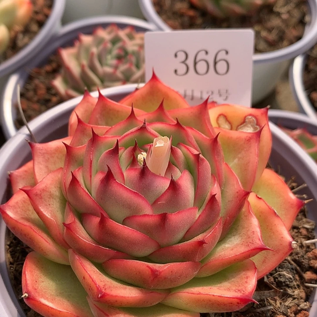 【闪购商品】云366号