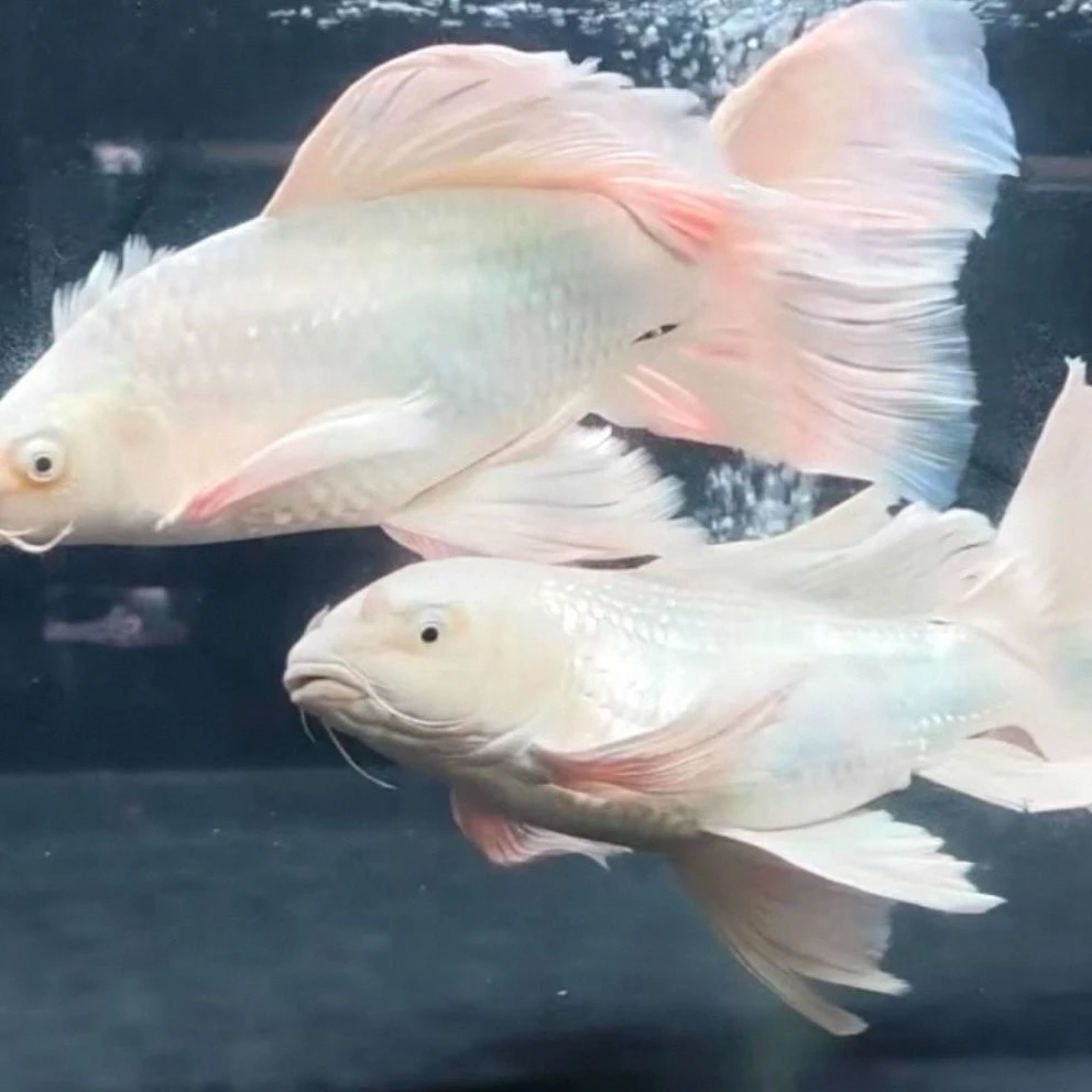 精品赛级正宗台湾蝴蝶鲤大鳍大尾狮子头高背球体短身贵妃好养活鱼