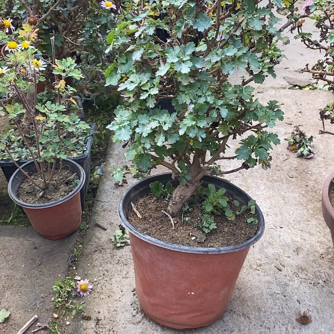 見***樸完全开放盆景菊花