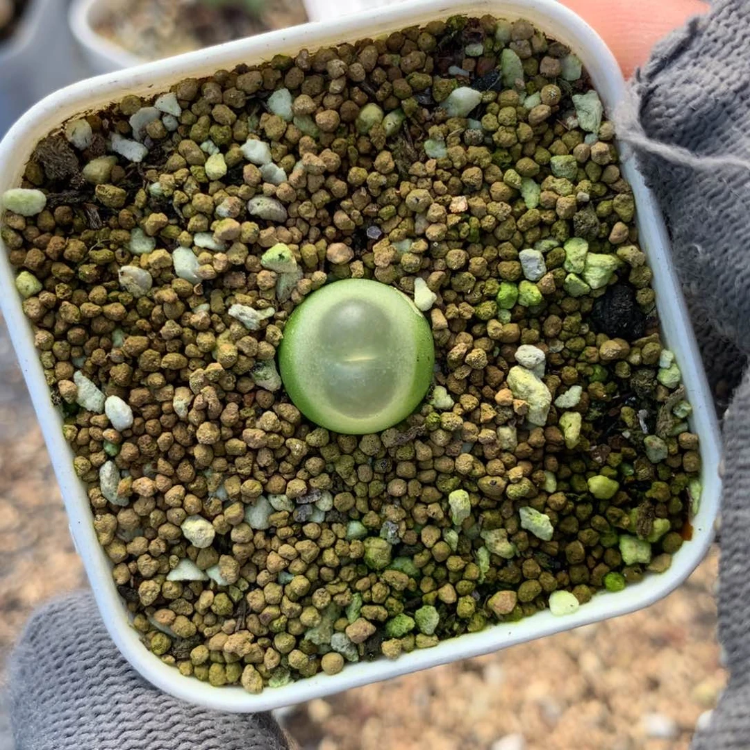 377紫皮拉登一颗