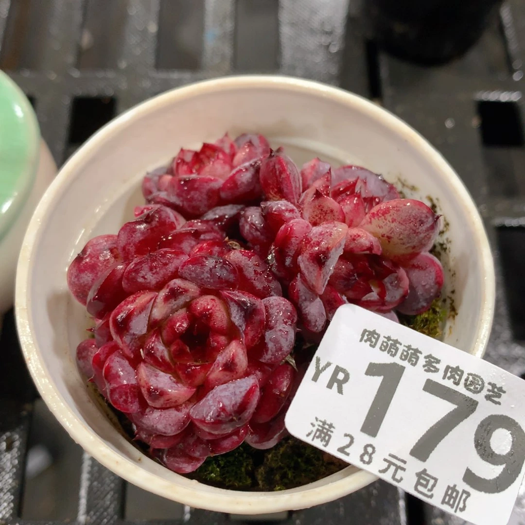 肉萌萌拇指盆精控多肉YR179