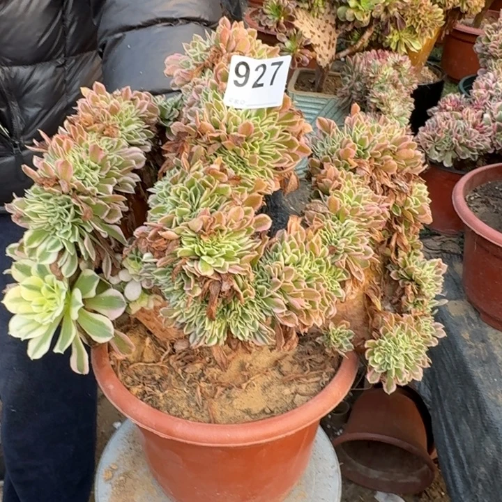 大白凤法师锦缀化不包损927