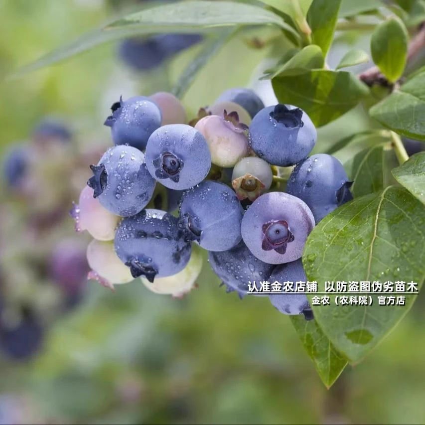 【带土发货】达柔蓝莓树果苗带土可盆栽地栽南方北方种植蓝莓苗