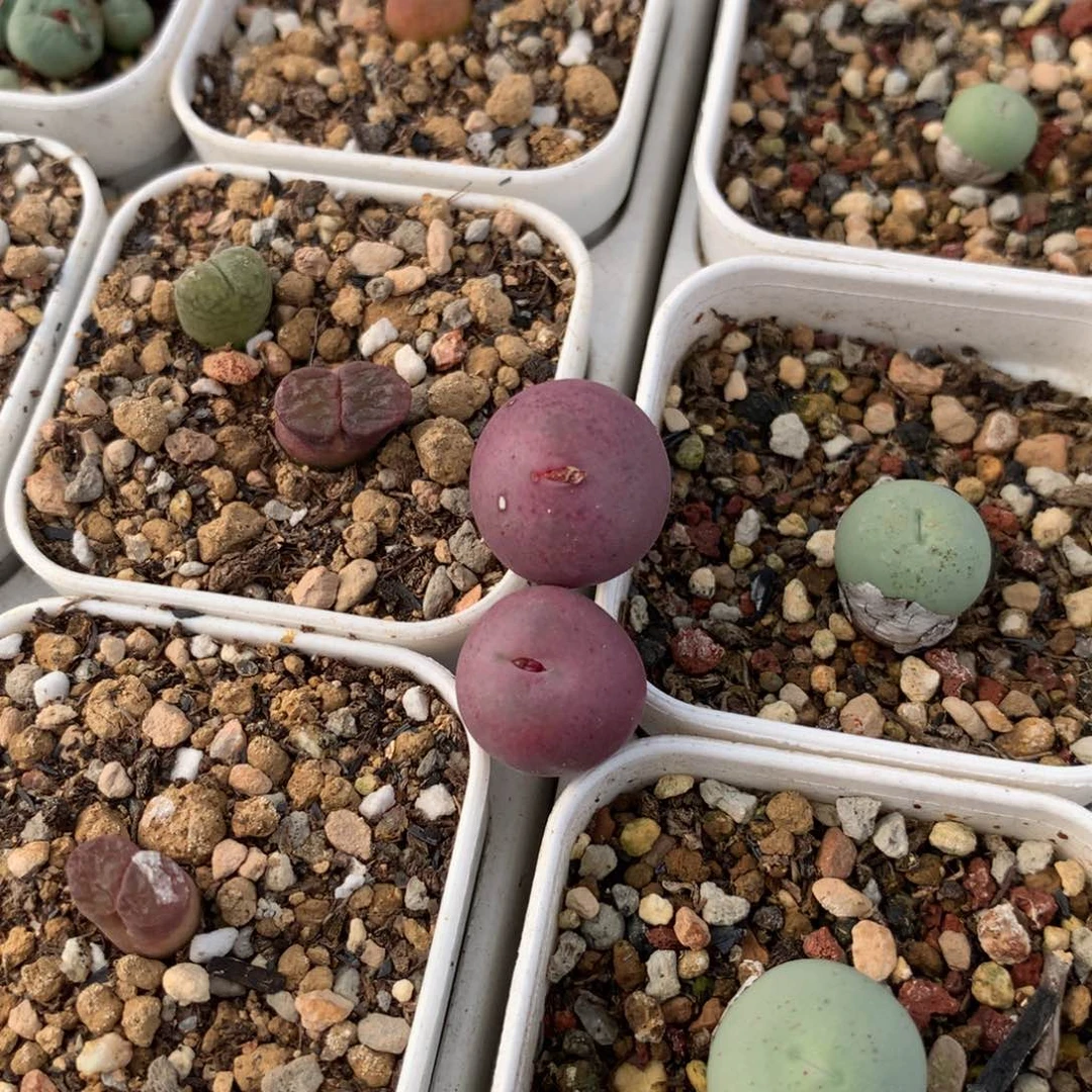 412吕毛福利两颗