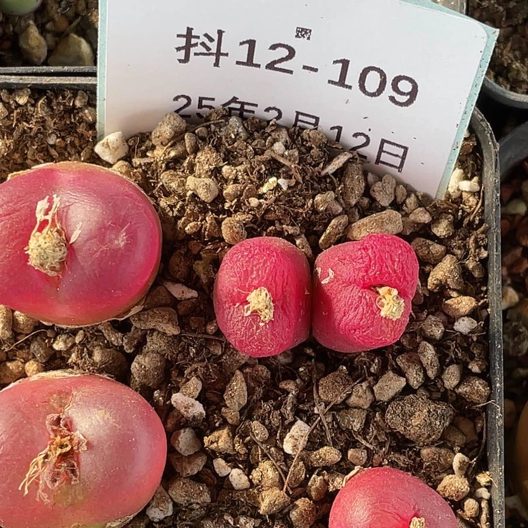 磨****司12-109肉锥多肉植物