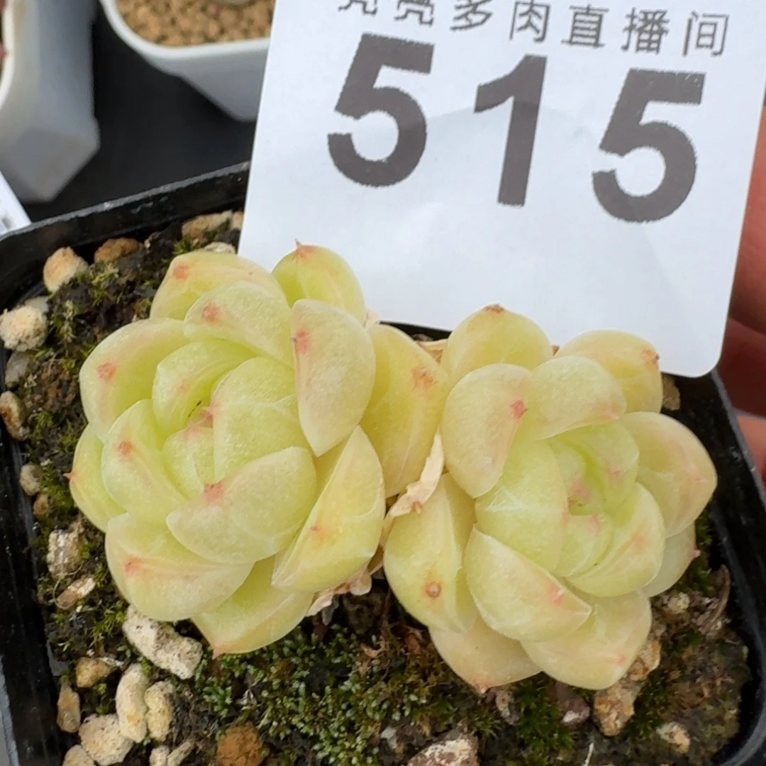 倾城珍妮        精美多肉植物