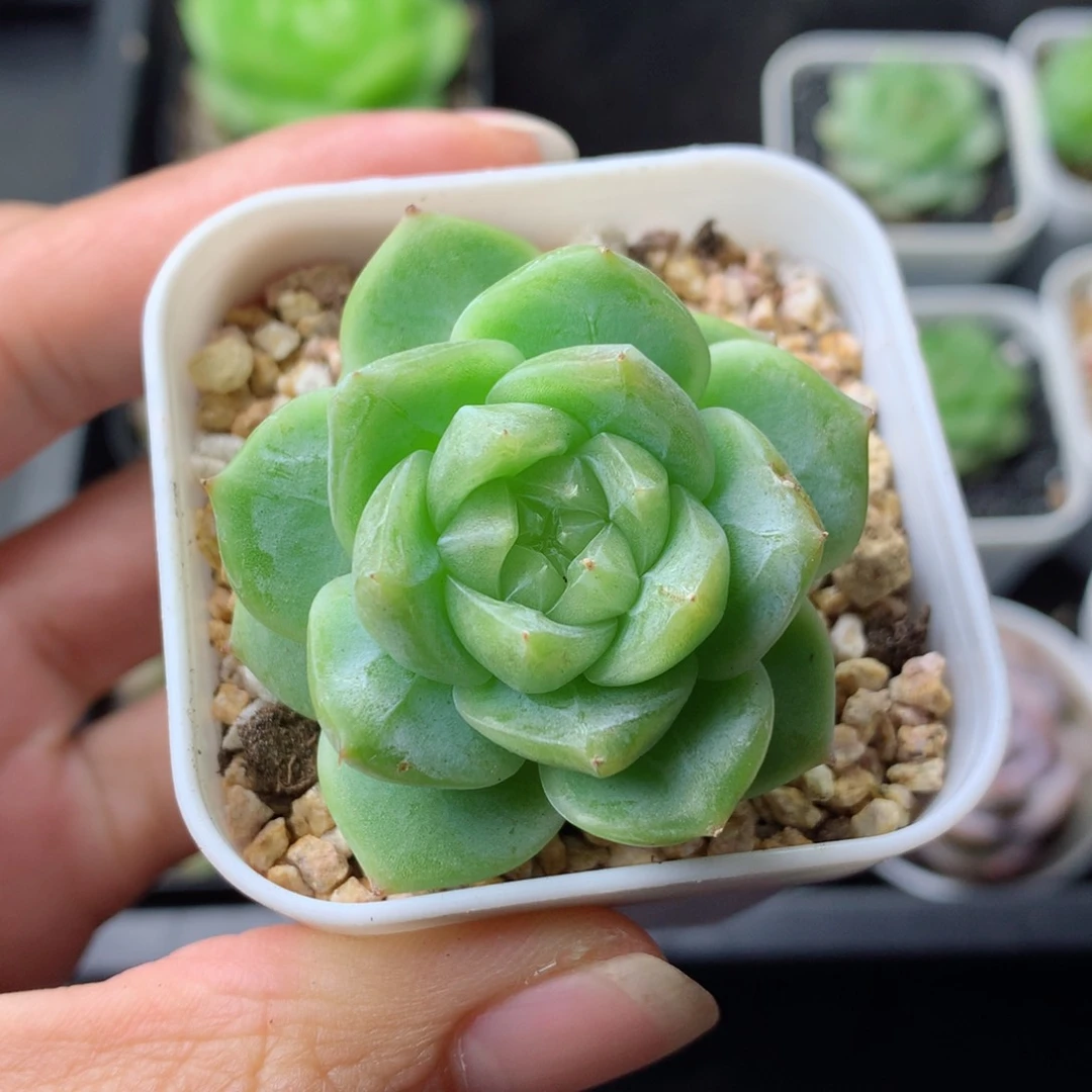 58包邮  群生不包整 38