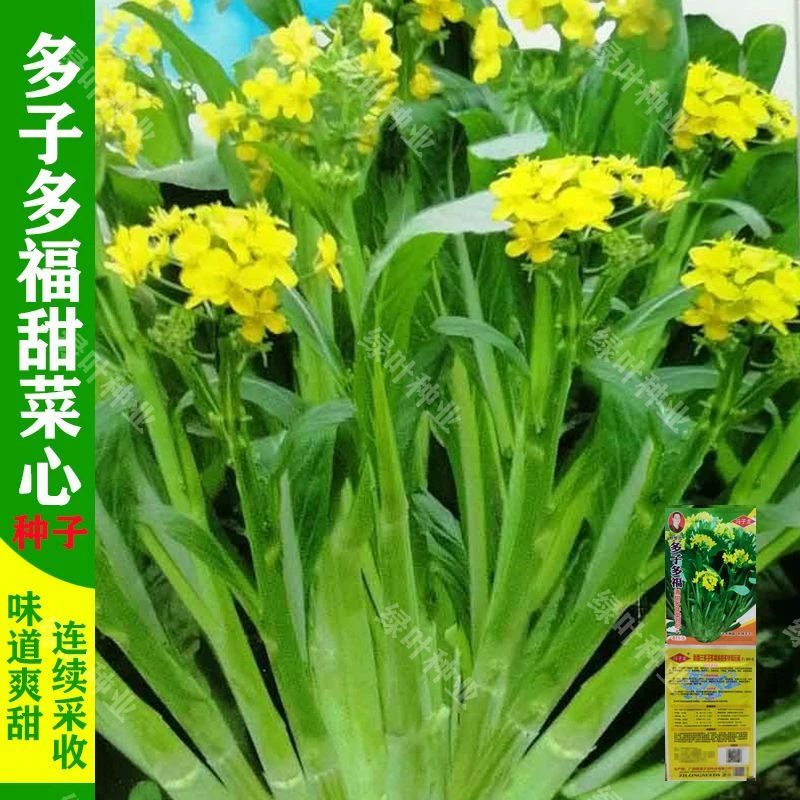 多子多福甜菜心种子多心白菜苔种籽连州青菜籽农家高产蔬菜种子