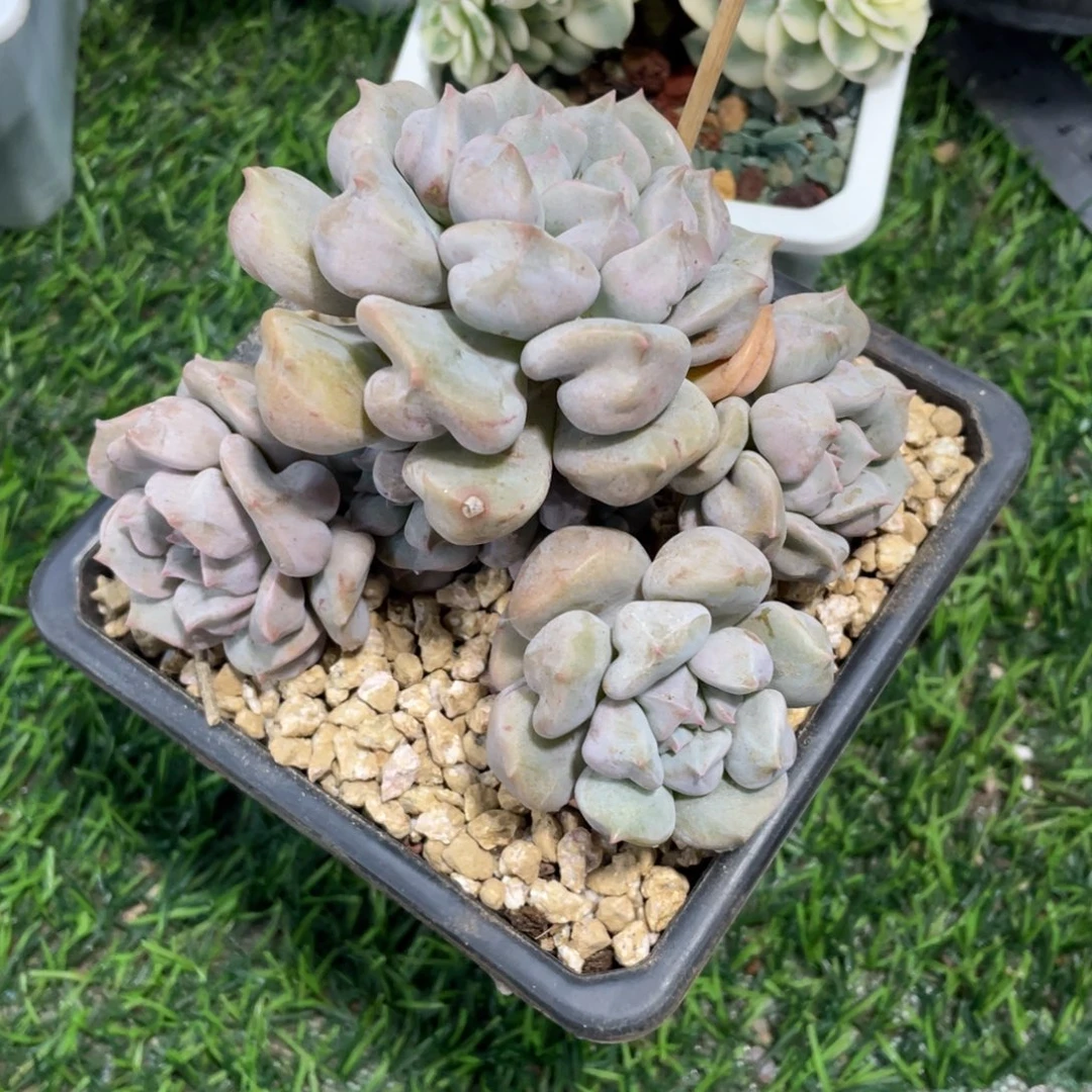 悠***爱超奶冠幅12 公分一物一拍