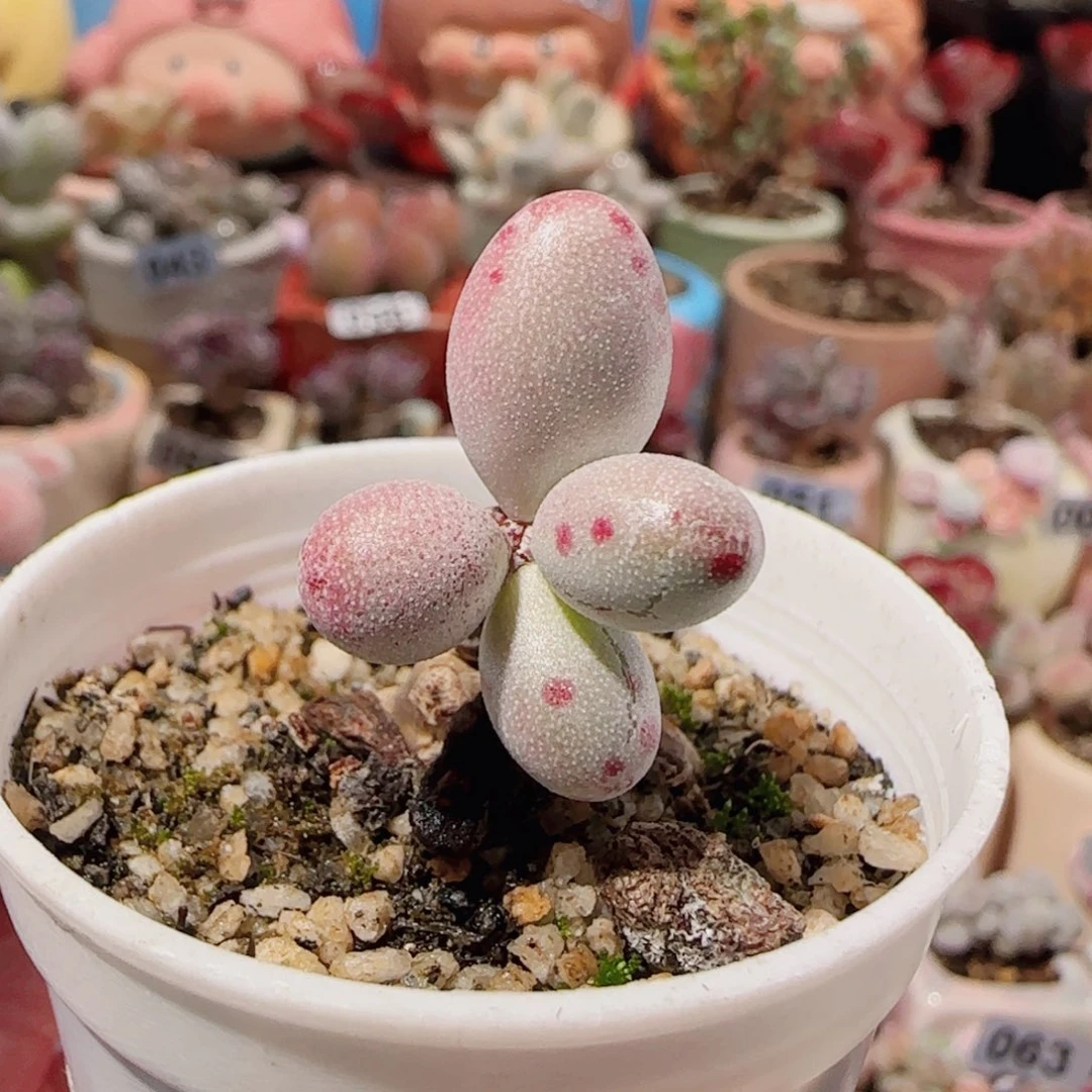 T老桩恐龙蛋盆口3.5cm