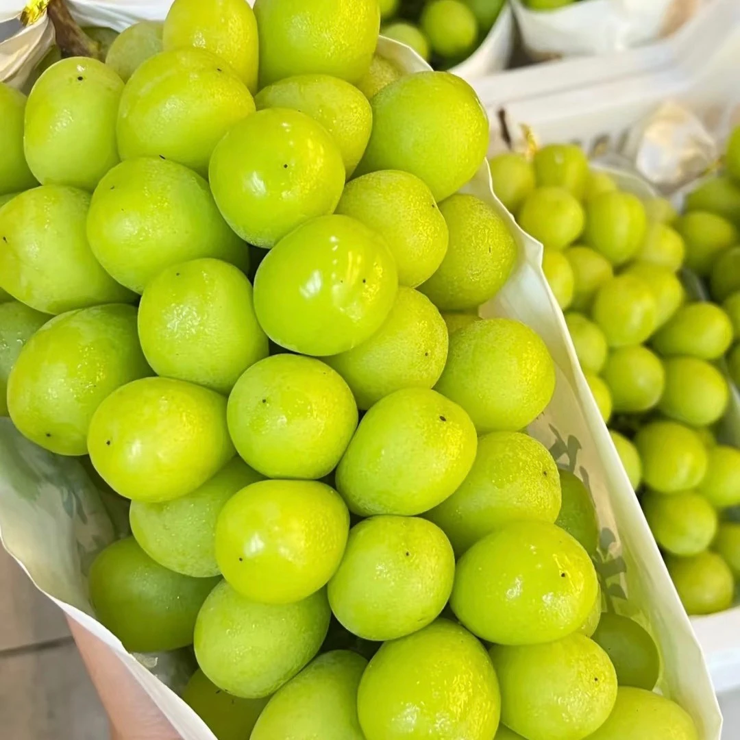 时令新品～阳光玫瑰一级1斤1份云南省