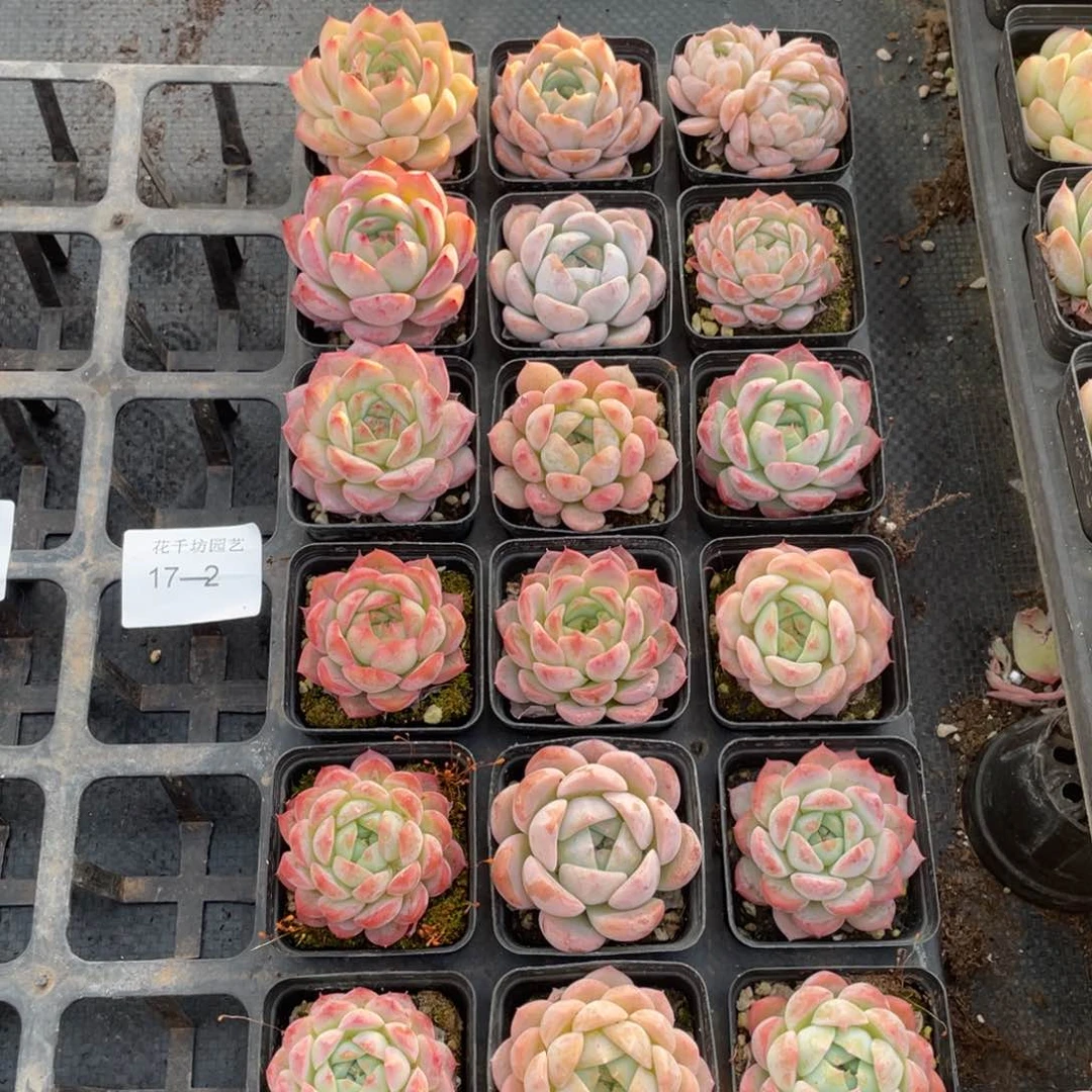 一物一拍18棵17-2