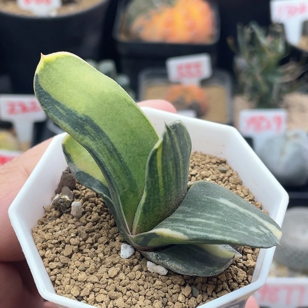 实生卧牛锦 致远多肉植物