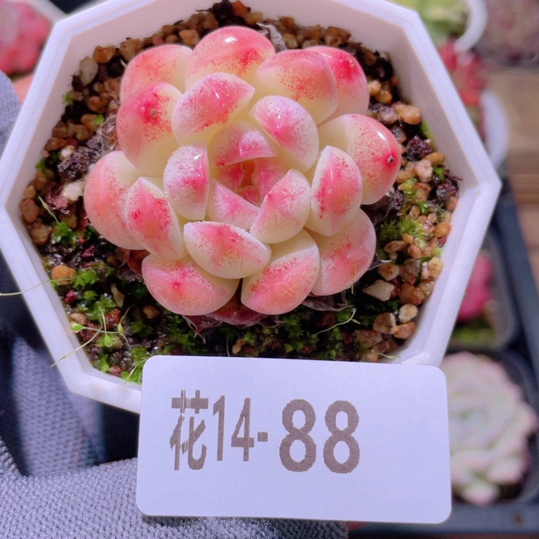 花利美14-88明月心