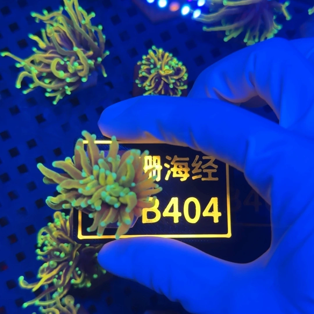 狗***o纽扣珊瑚又又不包邮龙魂金B404