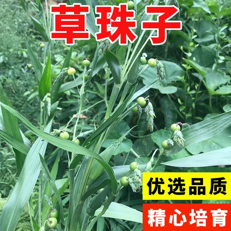 散装草珠子种子野生薏苡草菩提薏珠子门帘佛珠子散珠手串手链包邮