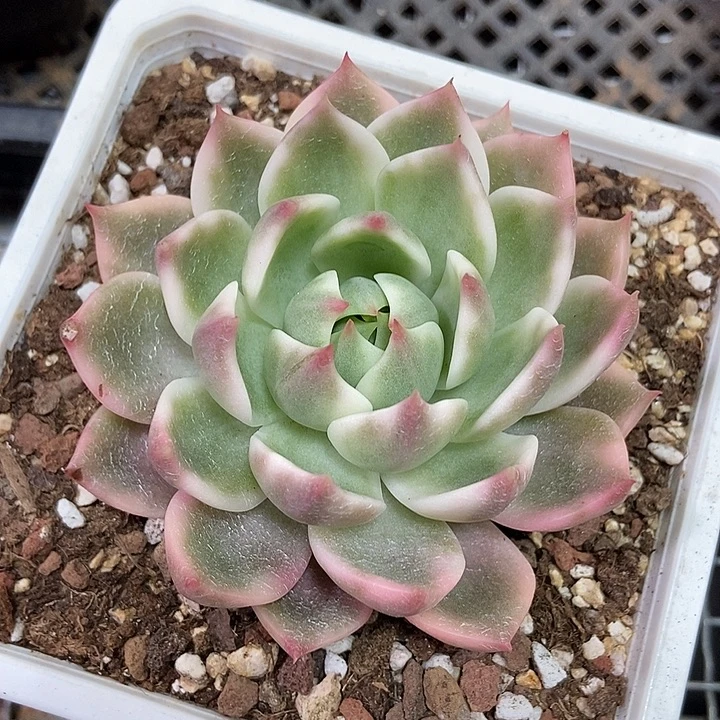 灵魂锦多肉植物的