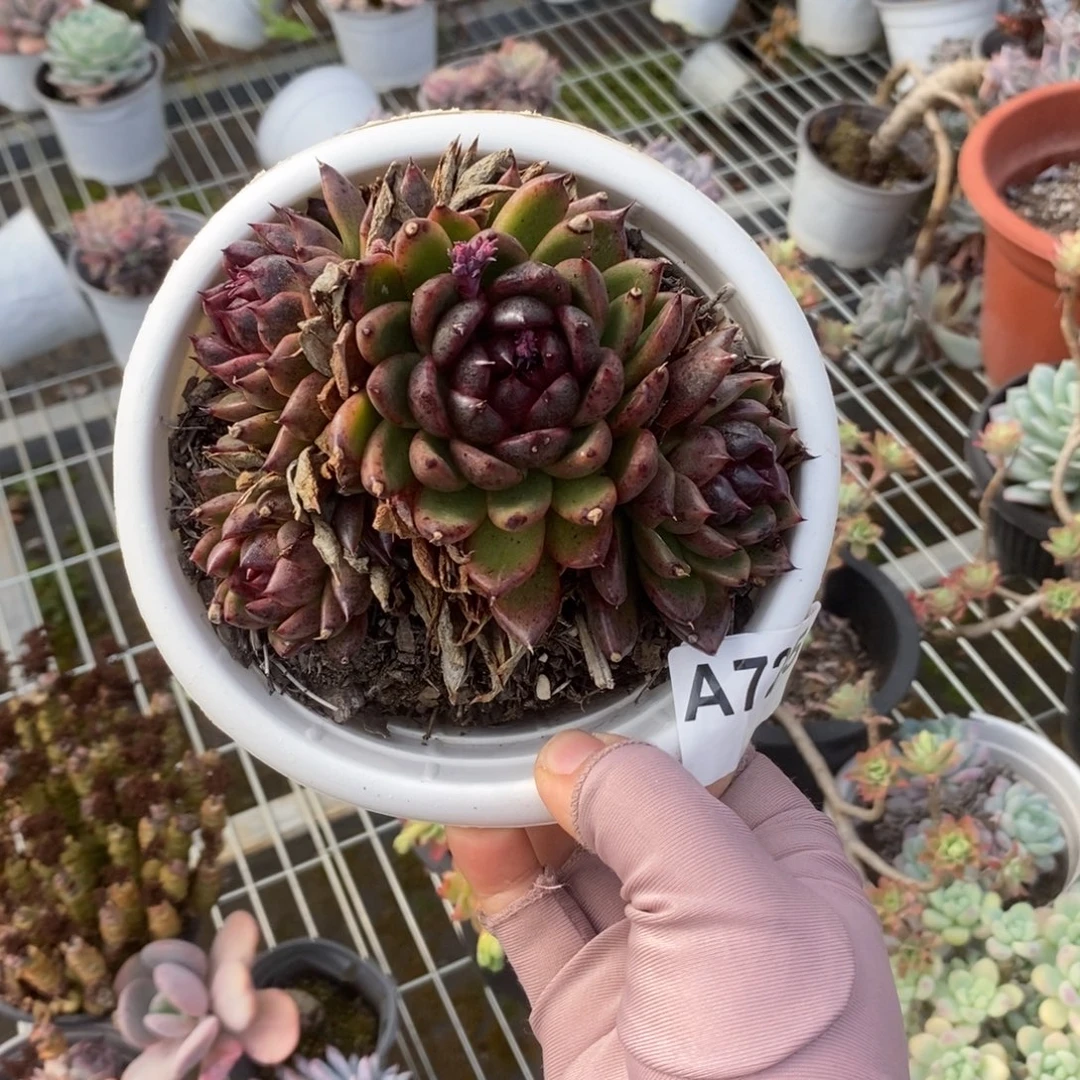 725黑水晶一物一拍