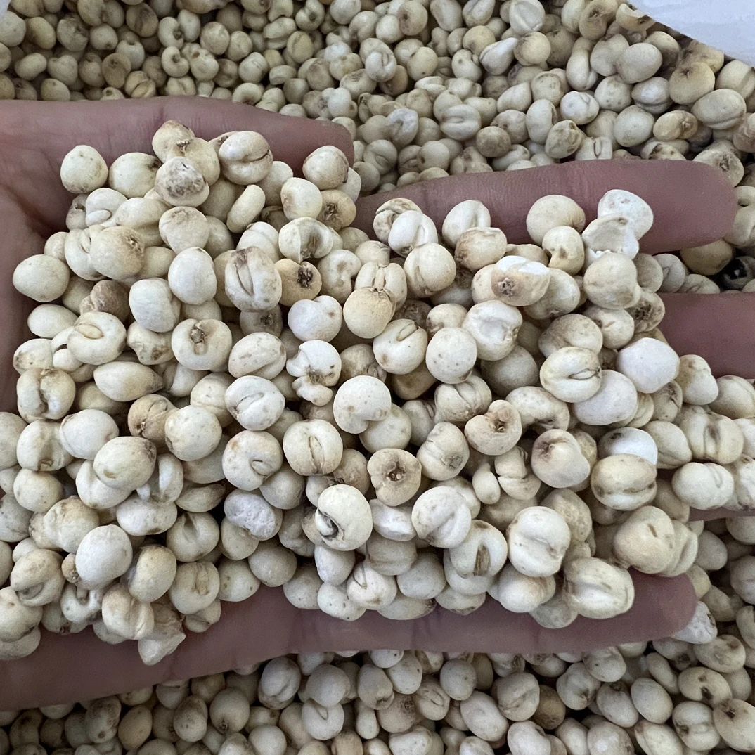 川贝贝母（宝老师）