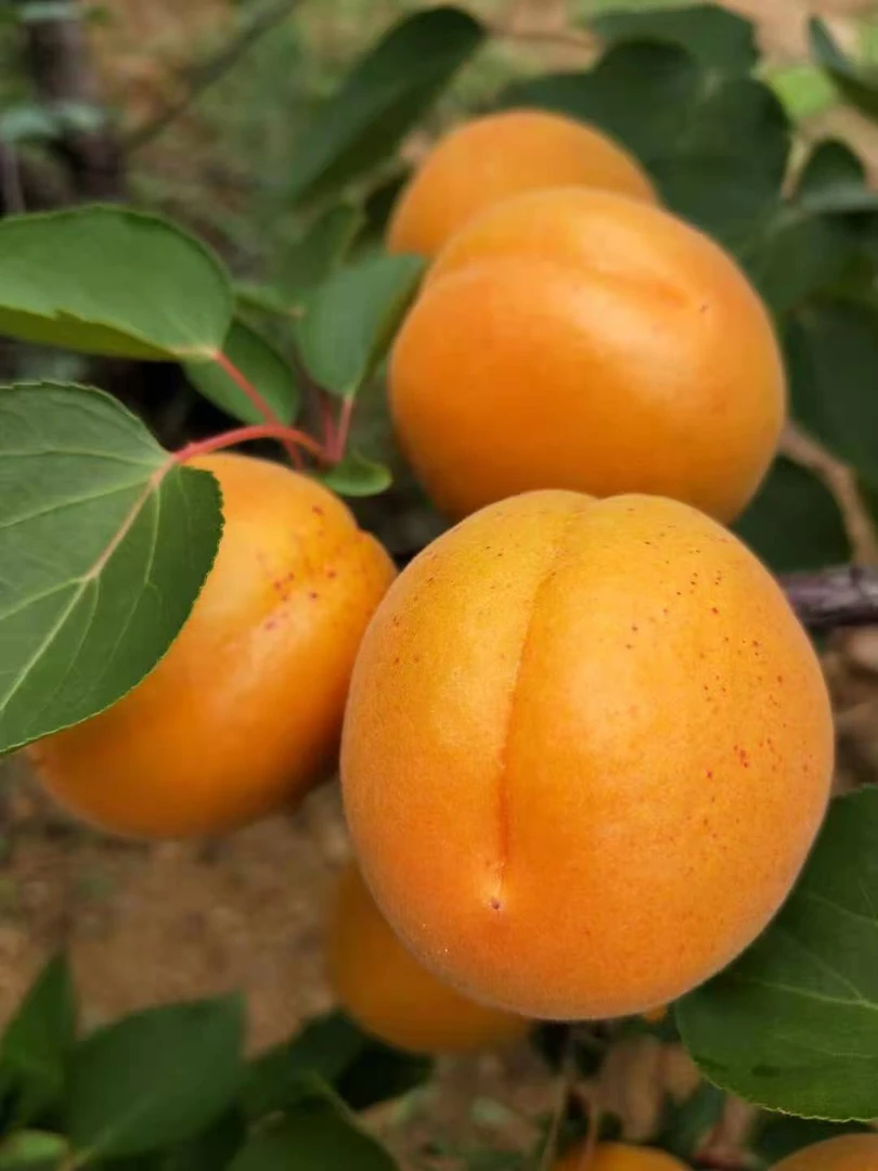 当季新鲜山东黄杏金杏梅现摘现发酸甜可口肉厚多汁水果