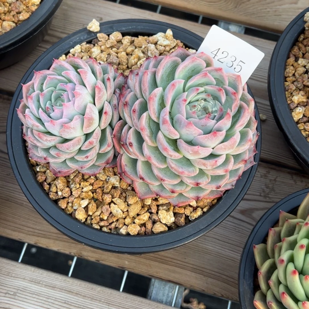 N*4235多肉多多多多多