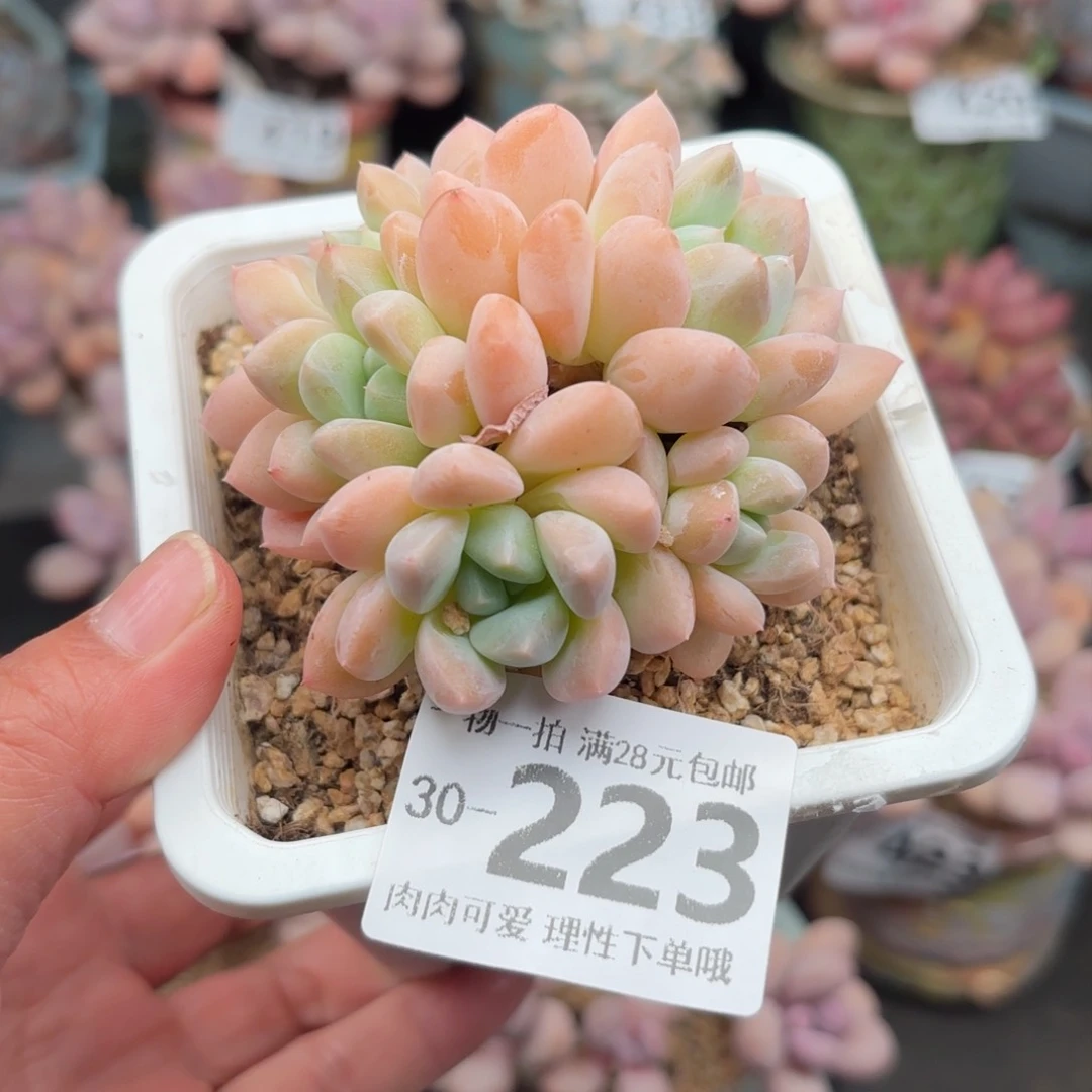 芙丽朵多肉多肉多