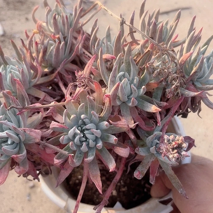 仙女杯多肉植物提取