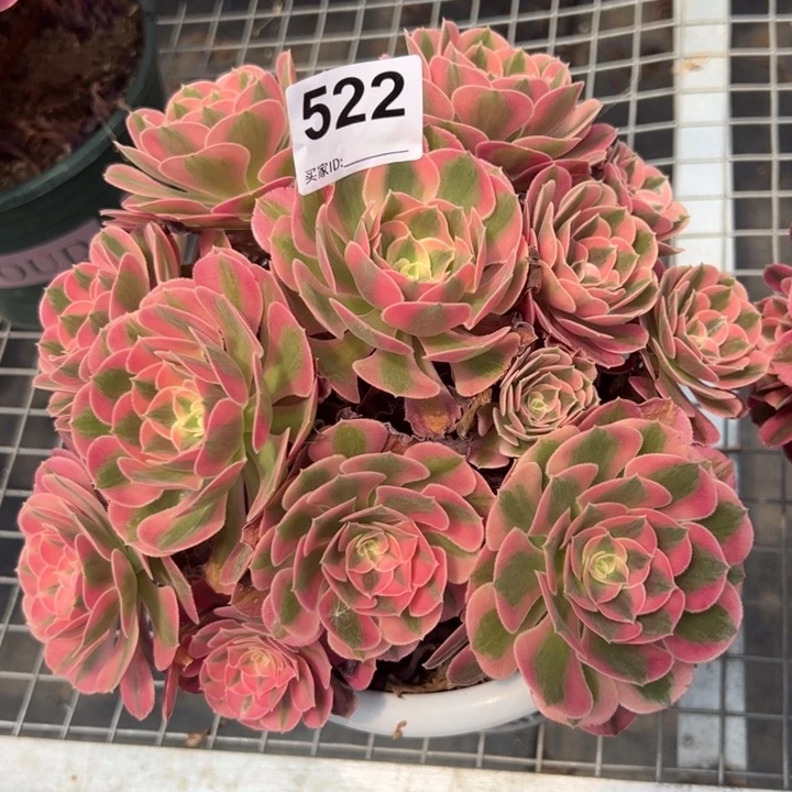 522女巫22厘米左右