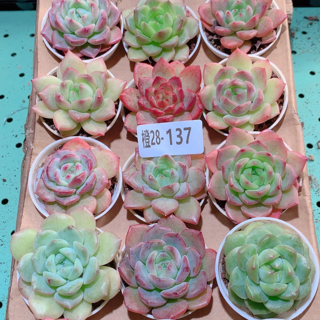 28-137一物一拍多肉带盆18颗