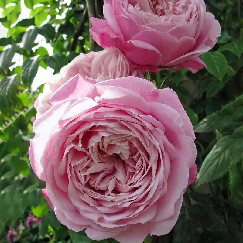 自由精神爬藤月季大花浓香