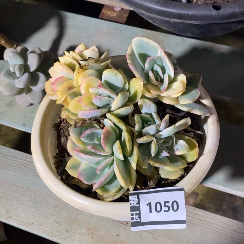 【闪购商品】鱼*萌绮罗锦1050