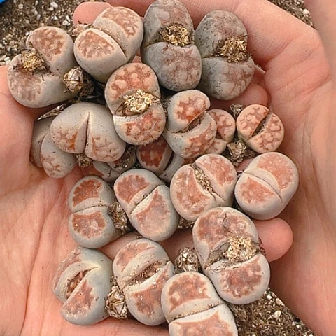 【闪购商品】10颗双头红窗