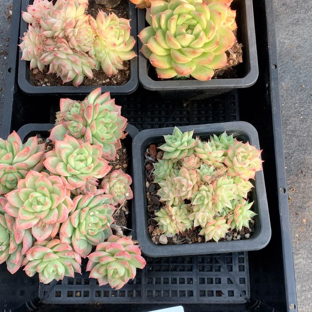 双十一福利。4颗 1111-m03