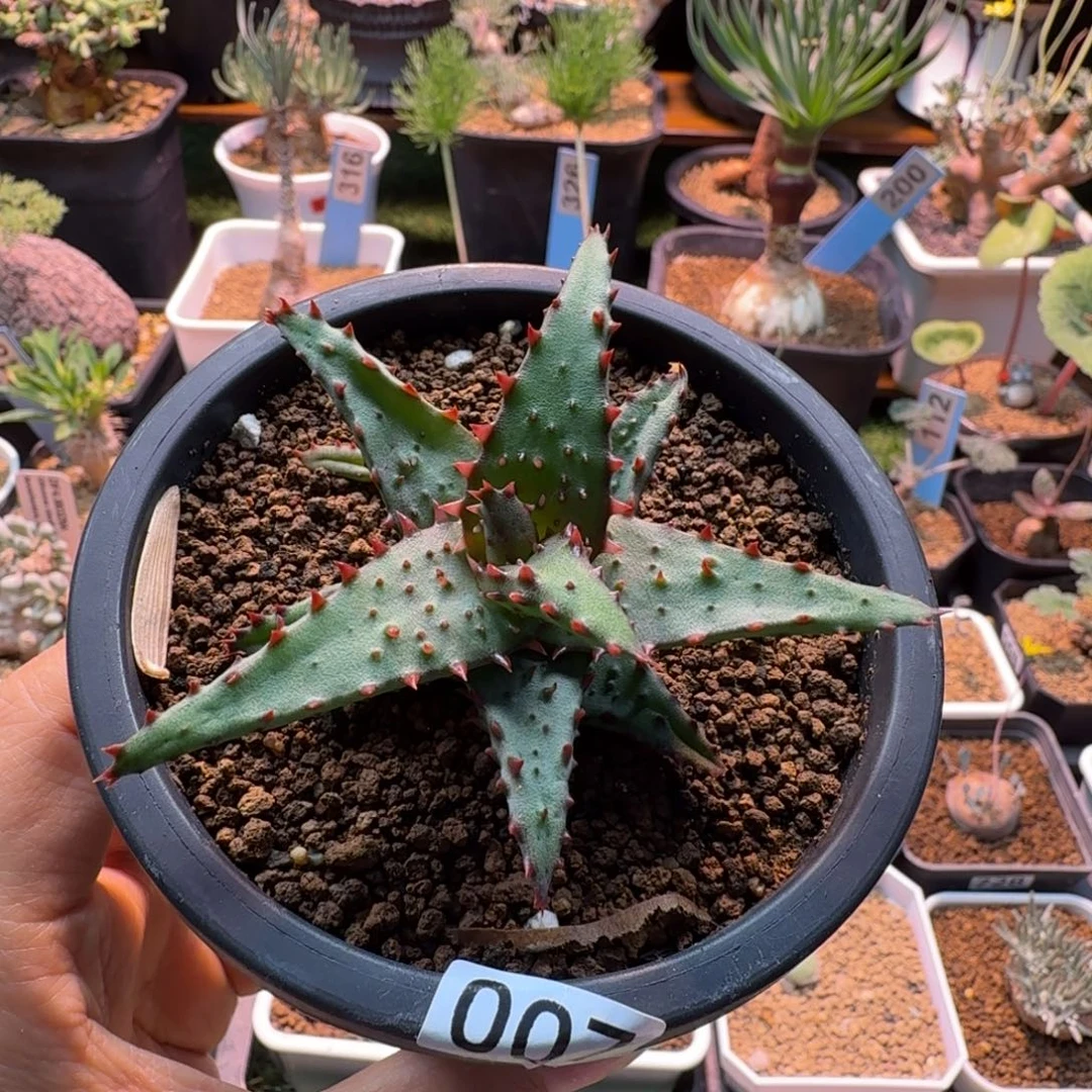 强刺卡萨蒂007 仙人球