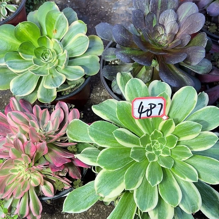 多肉植物487不售后