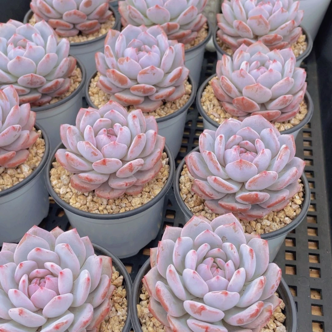 量拍31号 星星橙大单头一个