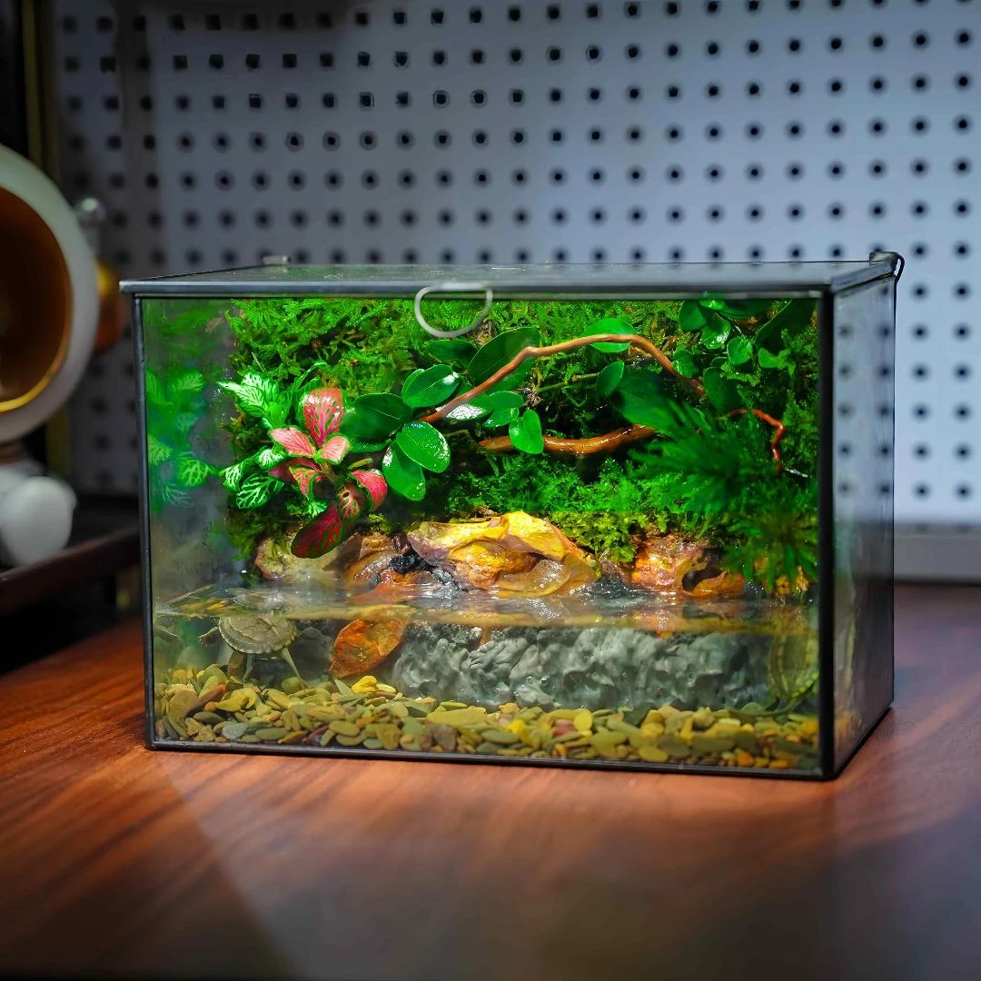 创意成品雨林苔藓微景观可养水陆爬行宠物办公室桌面绿植生态缸
