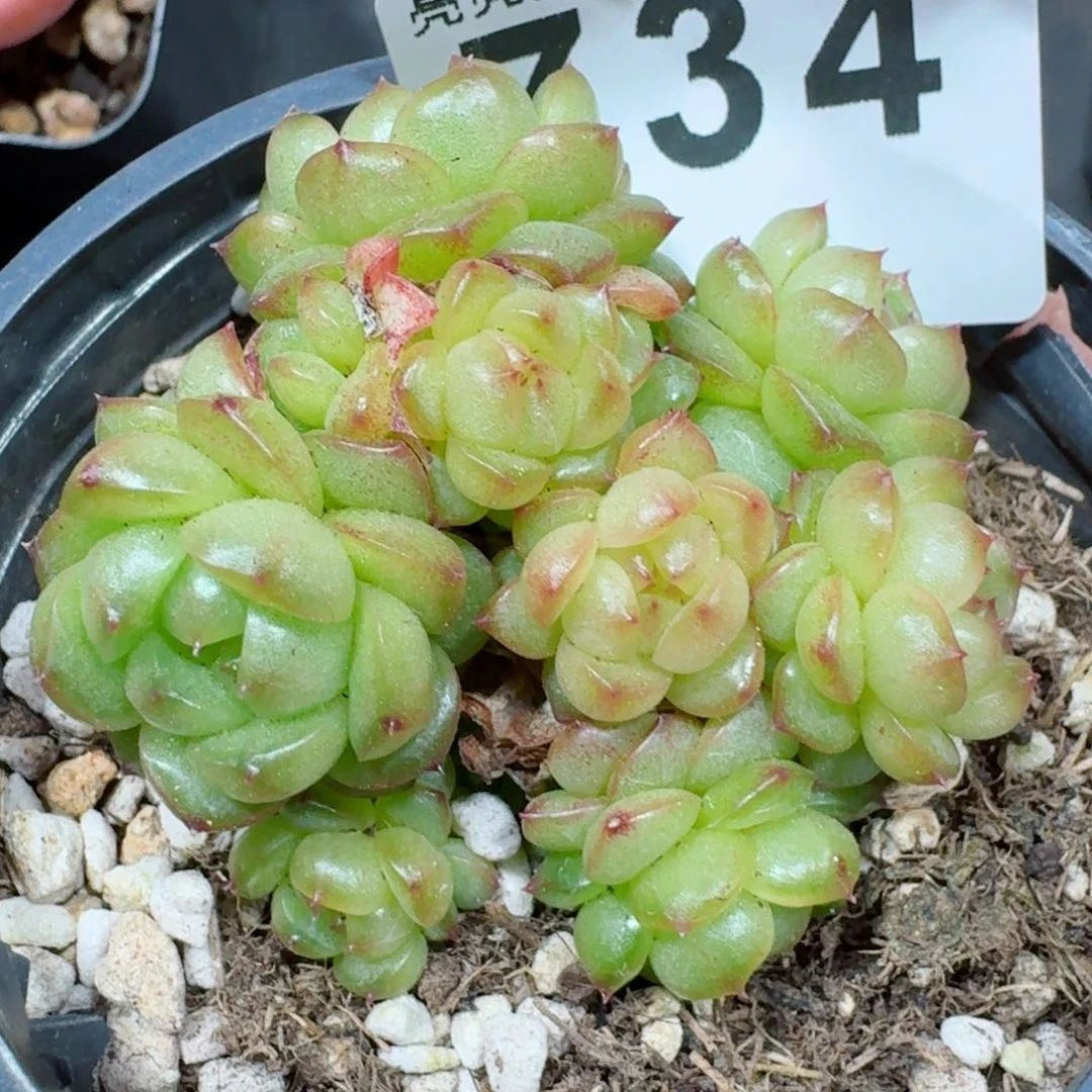 灯泡珍妮群生         多肉植物