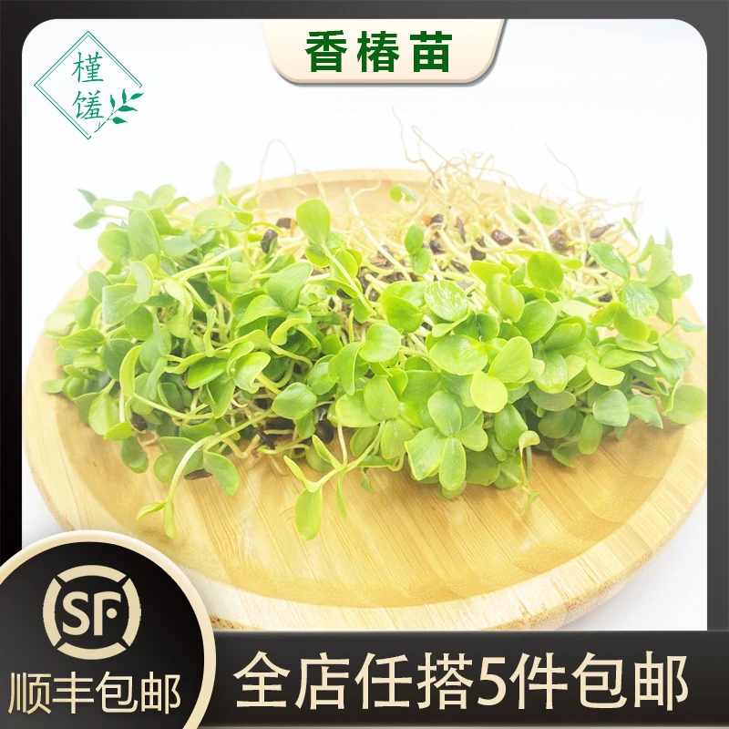 槿馐新鲜香椿苗1盒 芽苗菜香春苗西餐日料酒店摆盘装饰