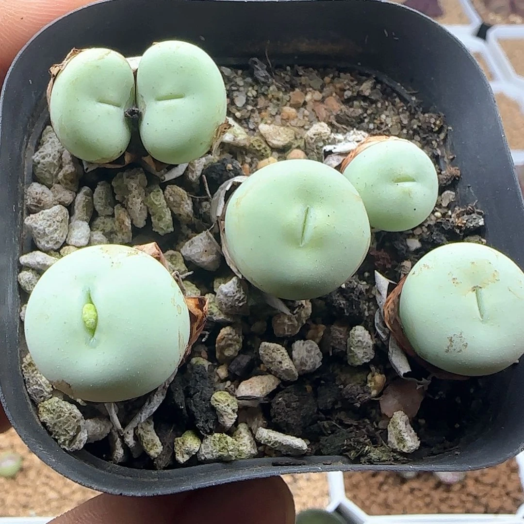 开播福利来了46050